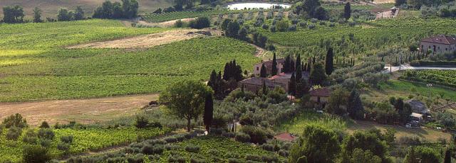 Italiaanse Wijngaarden